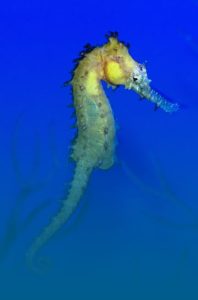 Animal Image