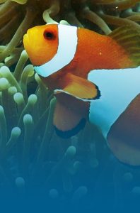 Animal Image