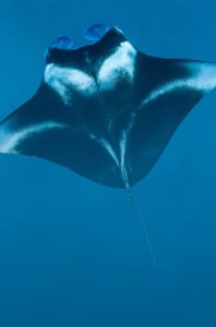 Animal Image