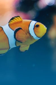 Animal Image
